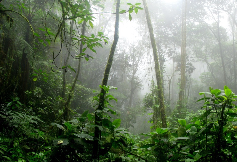 Natura joins Dow’s Project Ybá to support the Amazon rainforest 
