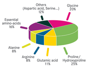 <i>Figure 1: Peptan [INCI: Hydrolysed collagen] amino acid content</i>