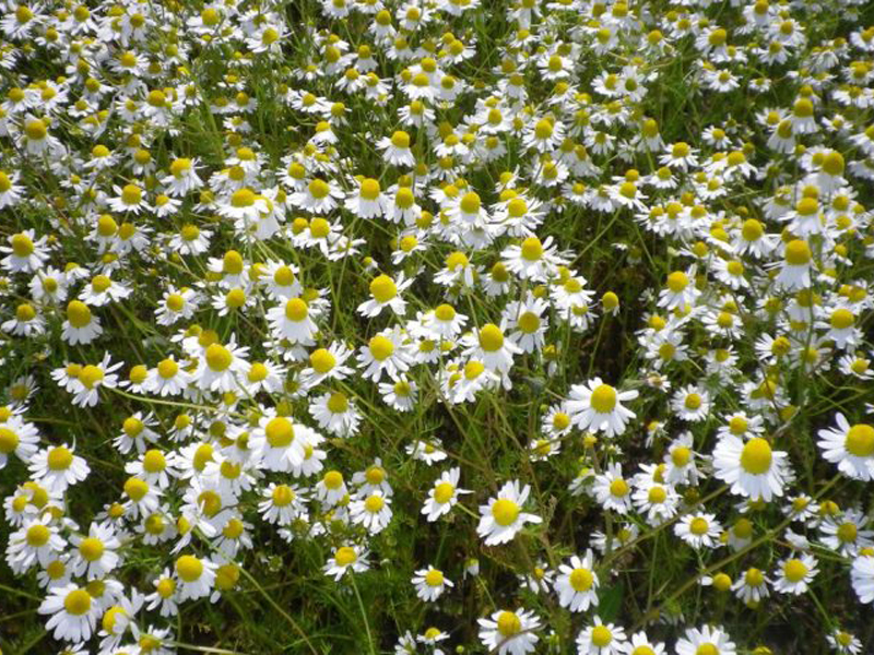 Chamomile CO2 extracts for a wide range of applications