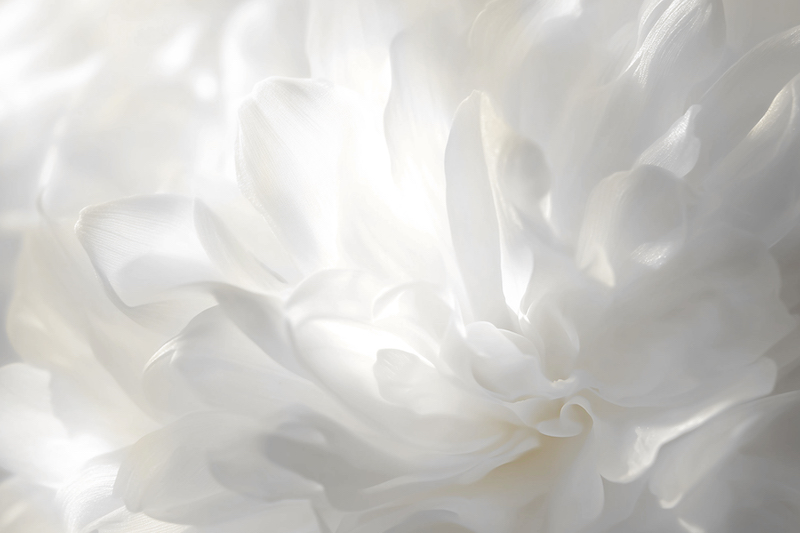 Pantone’s colour of the year 2026 divides opinion amid mounting social media backlash