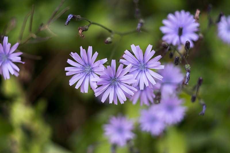 Blue-flowered chicory is one of the most common wild herbs in Central Europe