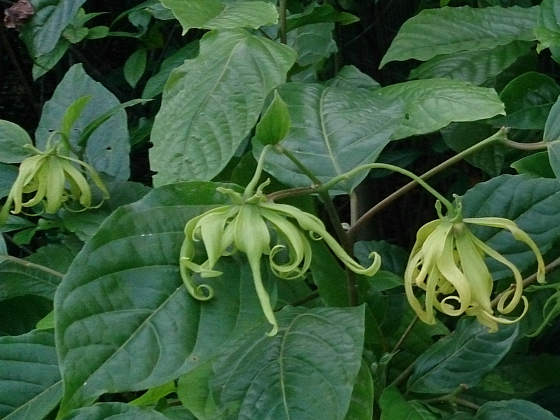 Aroma Esencial processes florals for the fragrance industry, including ylang-ylang