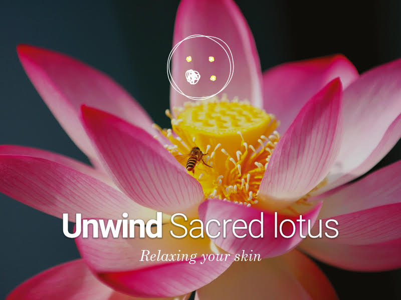 Sacred lotus cells to relax your skin