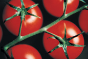 <i>Lycopene extracted from tomatoes is effective in fighting pollutants like nitrogen dioxide and features in several new ingredients</i>