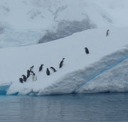 <i>Penguins take a break from the freezing waters of Wilhelmina Bay</i>