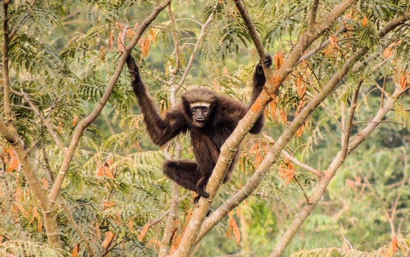 Western hoolock gibbon numbers have halved in 40 years