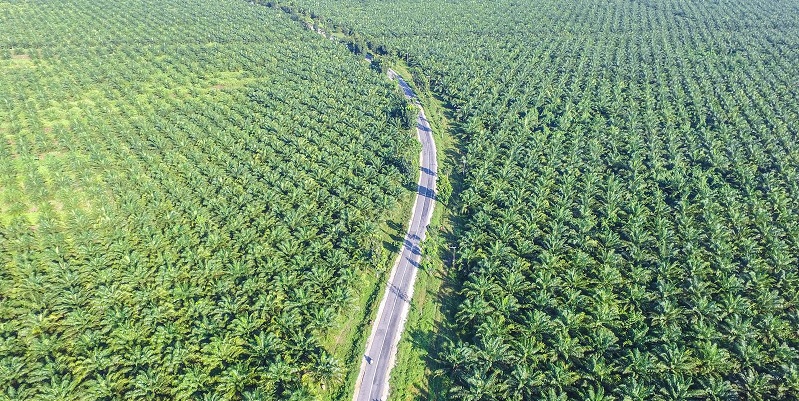Unilever reveals $120m venture to create plant-based alternatives to palm oil derivatives