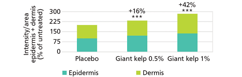 Figure 1. Hyaluronic acid content in ex vivo skin biopsies, after detection by hyaluronic acid binding protein, labelled with a fluorescent marker (quantification by image analysis). ***: highly significant compared with placebo with Student’s t test (n=3)