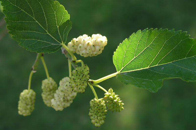 The white mulberry tree
