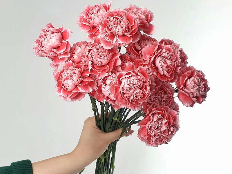 Why do we need collagen III and how can the humble carnation help?