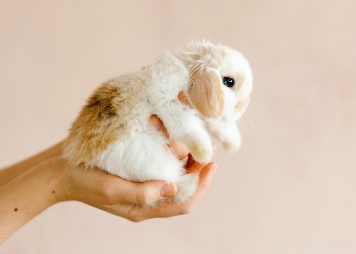 Natura receives Leaping Bunny certification from Cruelty Free International