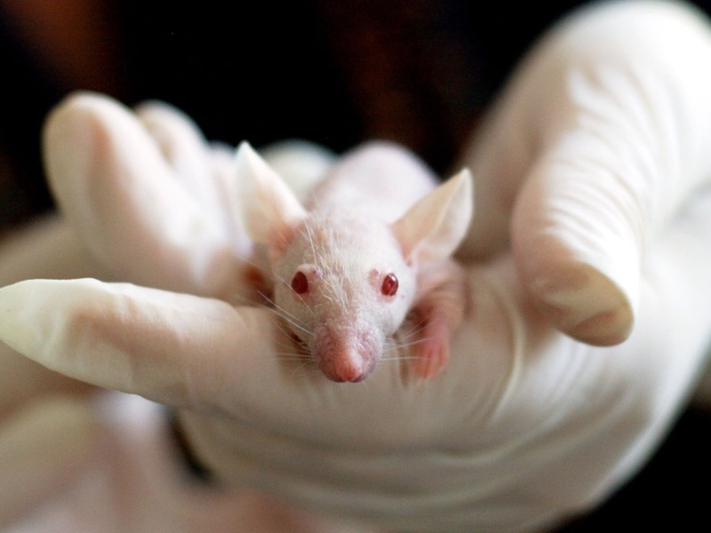 <i>Rats and mice are typically used in the LD50 acute toxicity test</i>