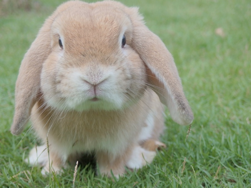 Australia introduces cosmetic animal testing ban