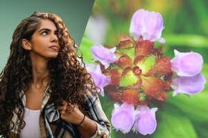 BASF’s Personal Care business launches Ameriflor Calm
