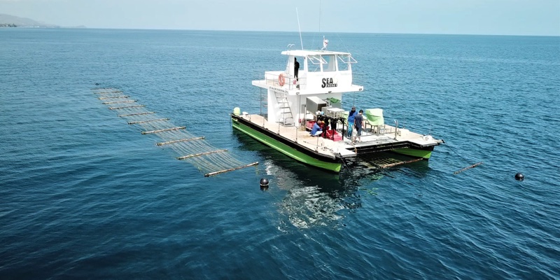 BASF taps red seaweed with new investment 
