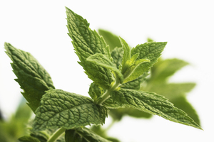 Bayer says Embelia soothes