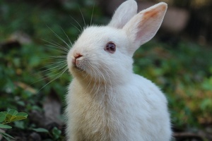 Beauty brands accuse ECHA of undermining testing ban on animals in public statement
