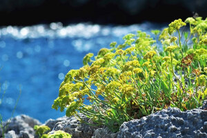 BotaniCellar Crithmum Maritimum: The Coastal Cell Tech Reimagining Sensitive-Skin Care