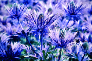 BotaniCellar Eryngium Maritimum: Resilient skin care from the coast of Brittany