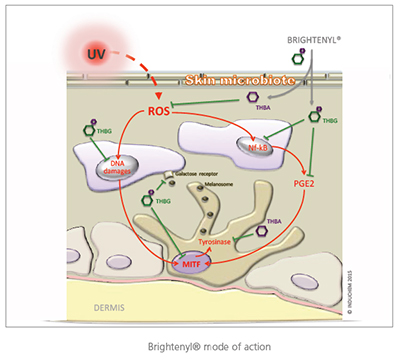 Brightenyl - Skin complexion bioptimiser