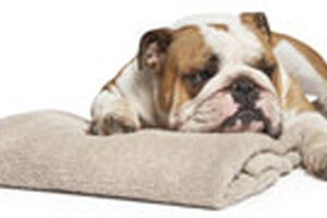 Bulldog – a man’s world