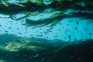 Can seaweed combat epigenetic skin ageing?