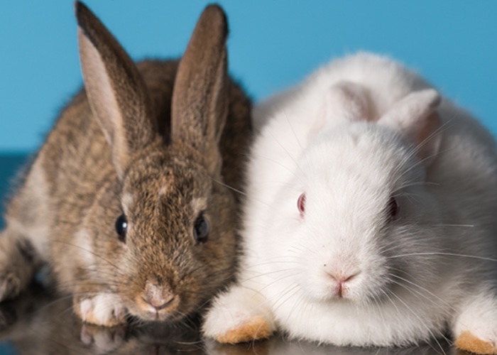 Canada poised to ban animal testing for cosmetics