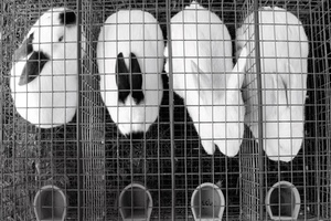 Clinique, Clarins and Dior accused of illegally selling cosmetics tested on animals