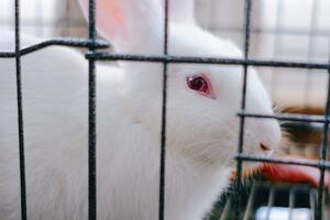 Cosmetics animal testing banned in Canada