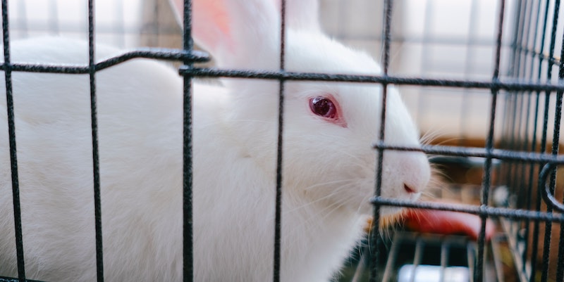 Cosmetics animal testing banned in Canada