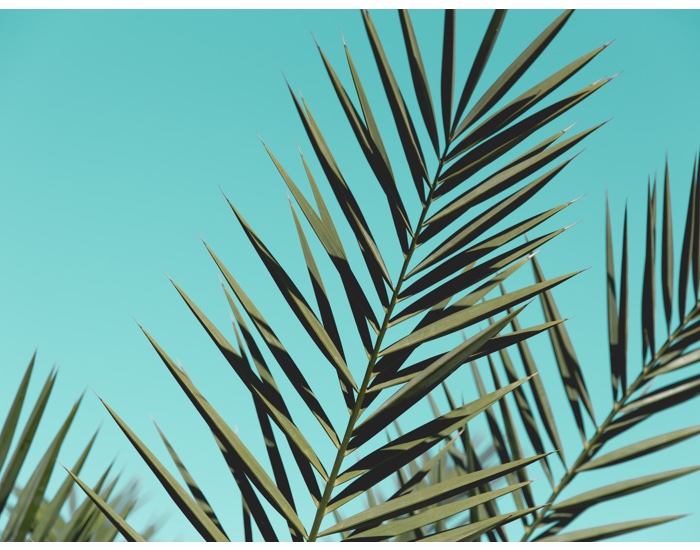 CPL Aromas commits to sustainable palm oil sourcing