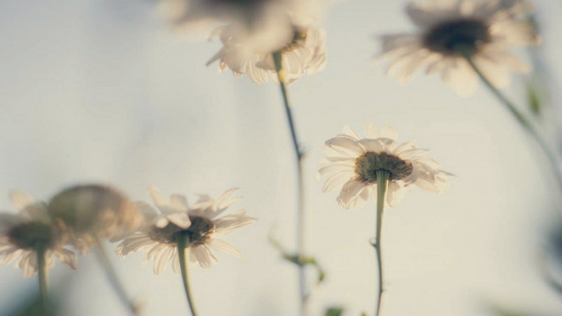 CPL Aromas launches its 2024/2025 ESG Report