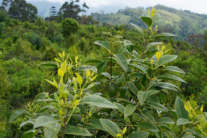 CPL Aromas' new approach to sustainable sandalwood