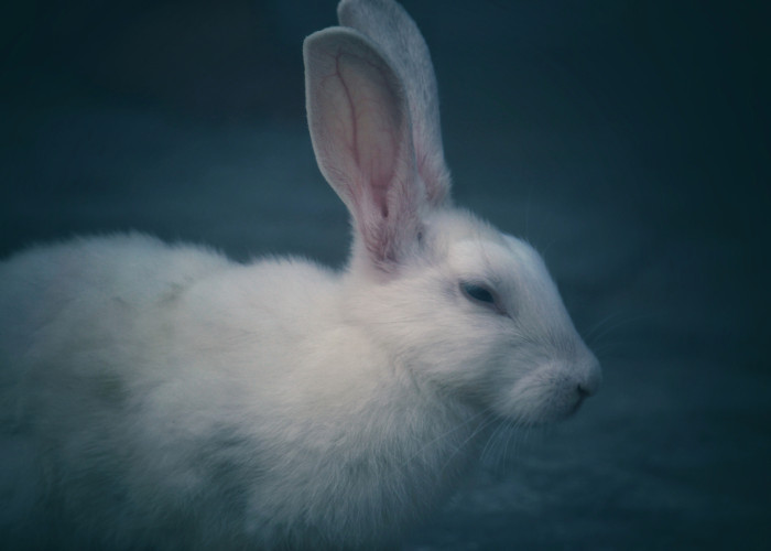 Cruelty-free and REACH: Why are some cosmetic ingredient suppliers being made to use animal tests?
