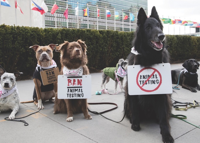 Cruelty free cosmetics: Where are we in 2019?