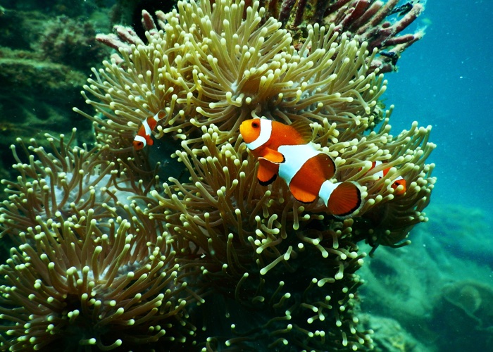 Current events: How safe are ‘ocean friendly’ sunscreens? 
