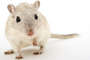 ECHA decision on animal tests for cosmetic ingredients angers campaigners
