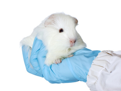 Ending animal tests in Asia
