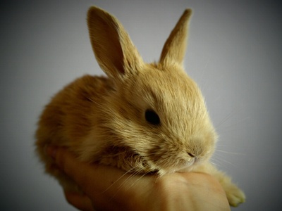 EPAA continues partnership for animal testing alternatives 