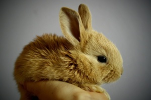 Estée Lauder joins Humane Society International’s campaign against animal testing