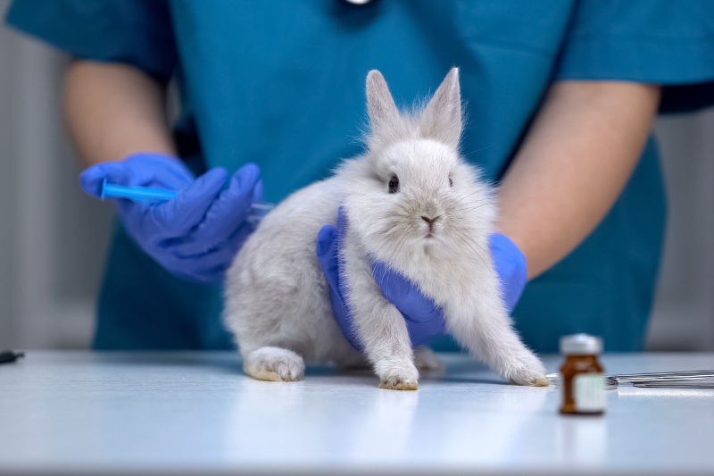European Commission presents roadmap to phase out animal testing for chemical safety assessments