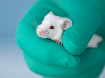 Exclusive: The 9 cosmetics companies facing animal testing allegations