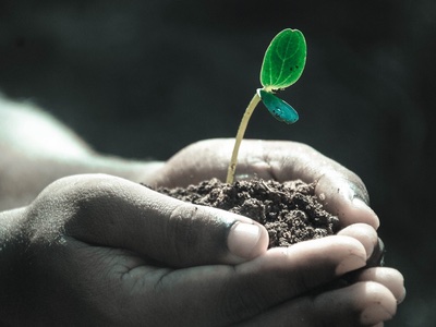 Farming and formulation: The SCS' tips for creating natural cosmetics 