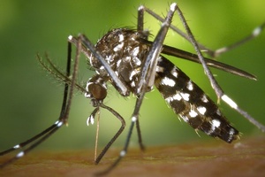 Fighting mosquitoes: The buzz on biocide rules