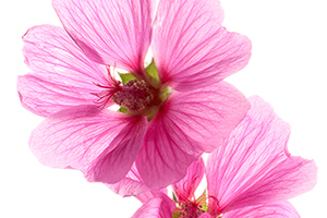 Flower Powder Innovation by In Vitro Plant-tech 