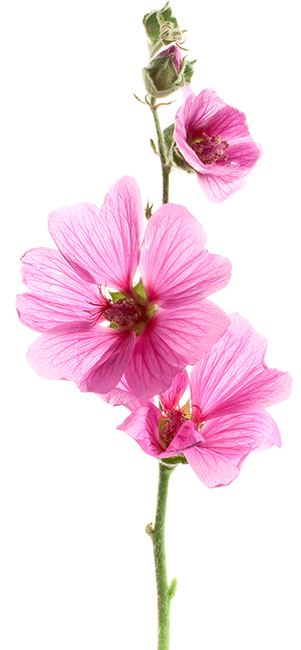 Flower Powder Innovation by In Vitro Plant-tech 