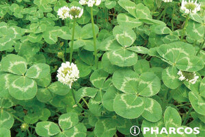 Four-leaf clover brings smile and happiness