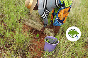 Gattefossé committed to ecological and social reforestation in Madagascar