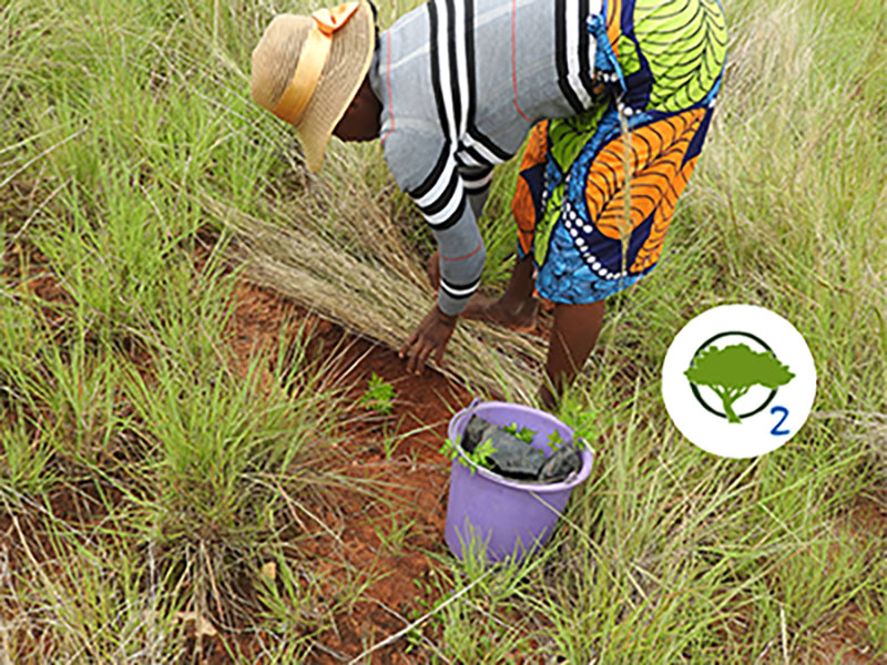 Gattefossé committed to ecological and social reforestation in Madagascar