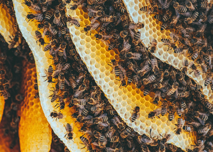 Getting the recipe right: How to make the switch to vegan ingredients? 
